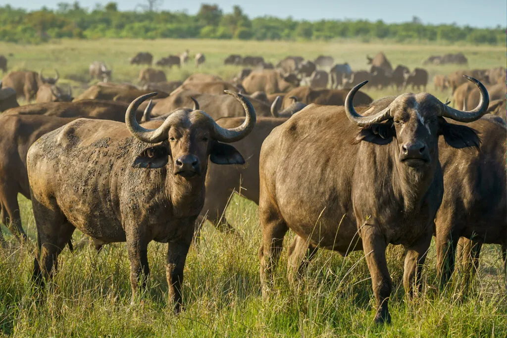 A herd of buffalo on a green plain.