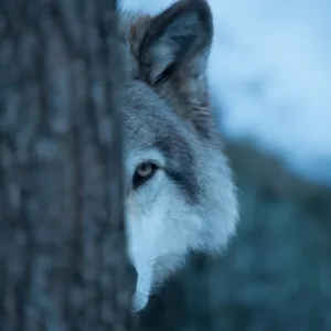 Wolves back in German forests