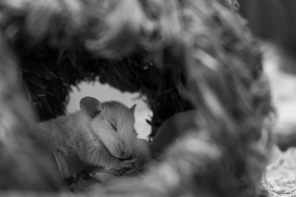 A baby rat fast asleep inside its nest.