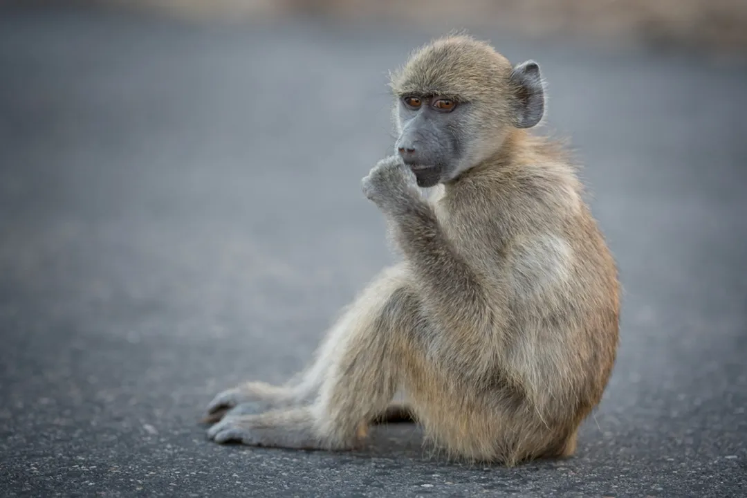 A baby baboon sitting on a tar road with its hand by its mouth.