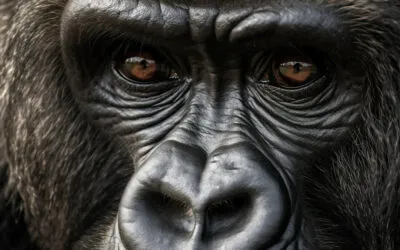 Understanding animal sentience