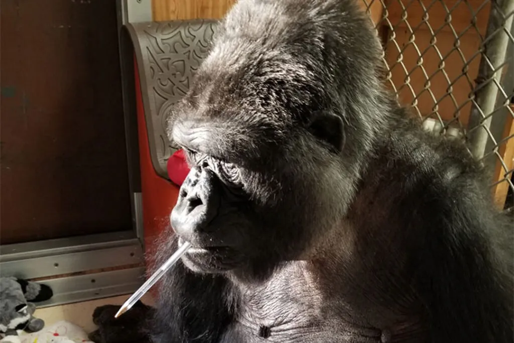 Koko with a pen in her mouth.
