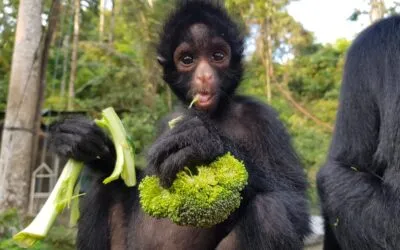 Beyond enrichment: The healing power of plants for captive animals