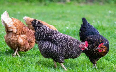 Are your chickens and eggs really free-range? What you need to know