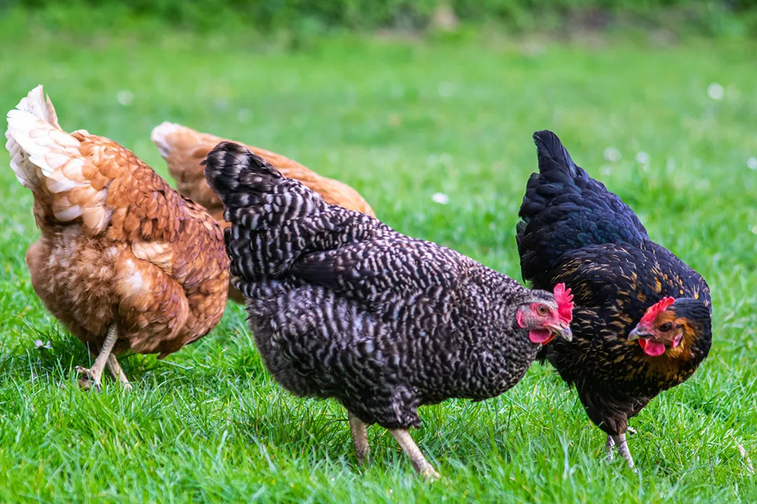 Three brown free-range chickens walking in a green field.
