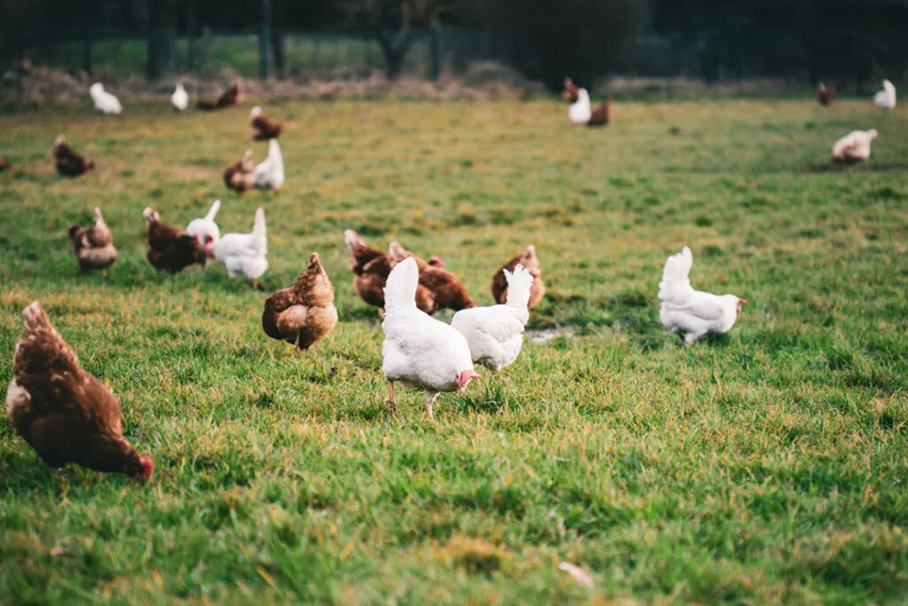 Lots of free-range chickens walking in a big field