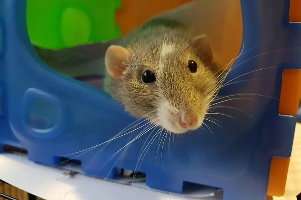 A tired pet rat lying down in a plastic house.
