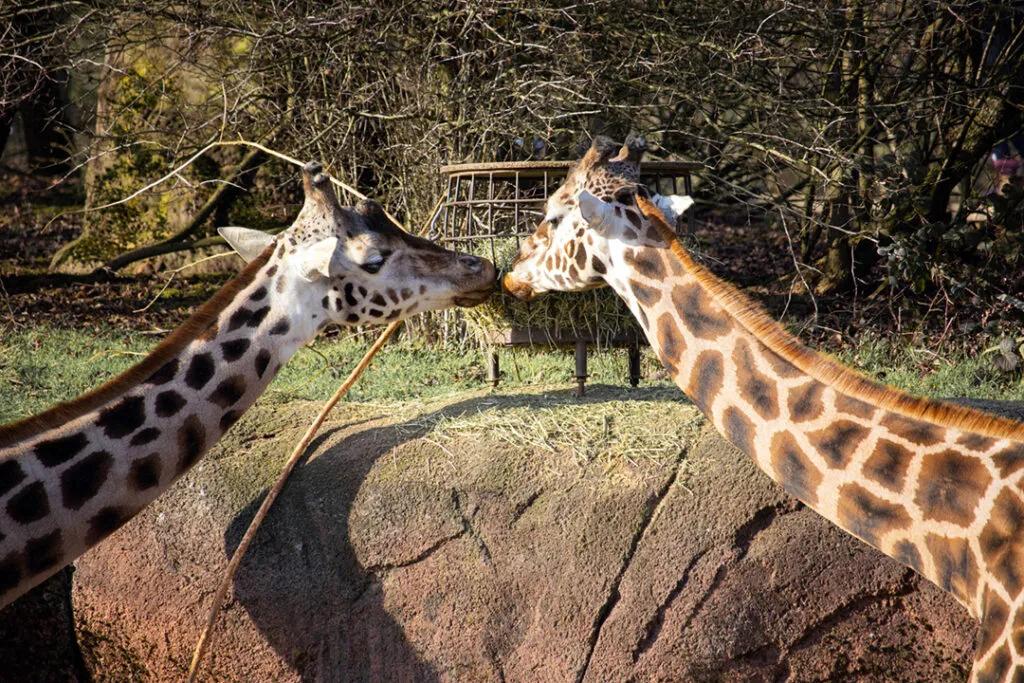 Two giraffes eating straw out of a feeding tower at an animal sanctuary